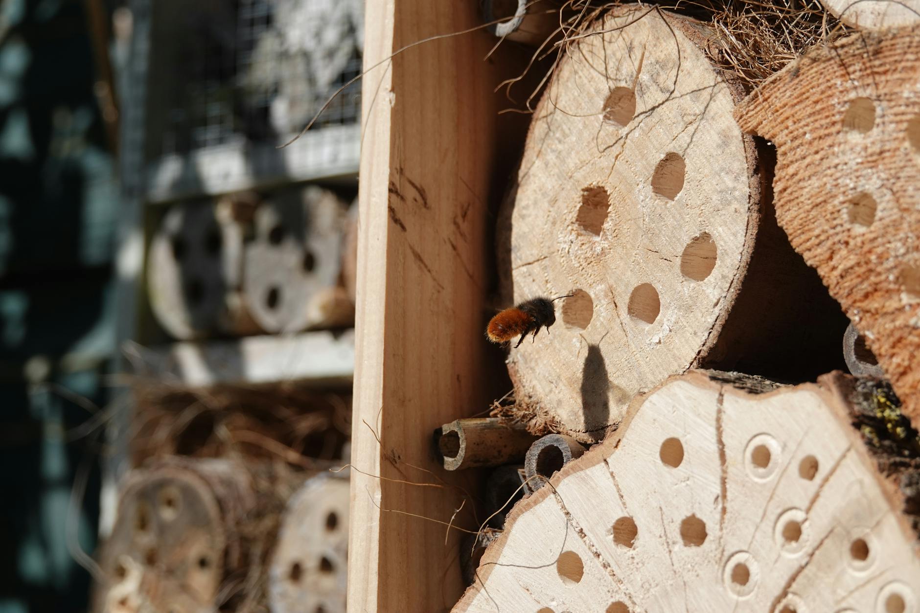 Insektenhotel selber bauen – Wildbiene an gebohrten Hartholzscheiben