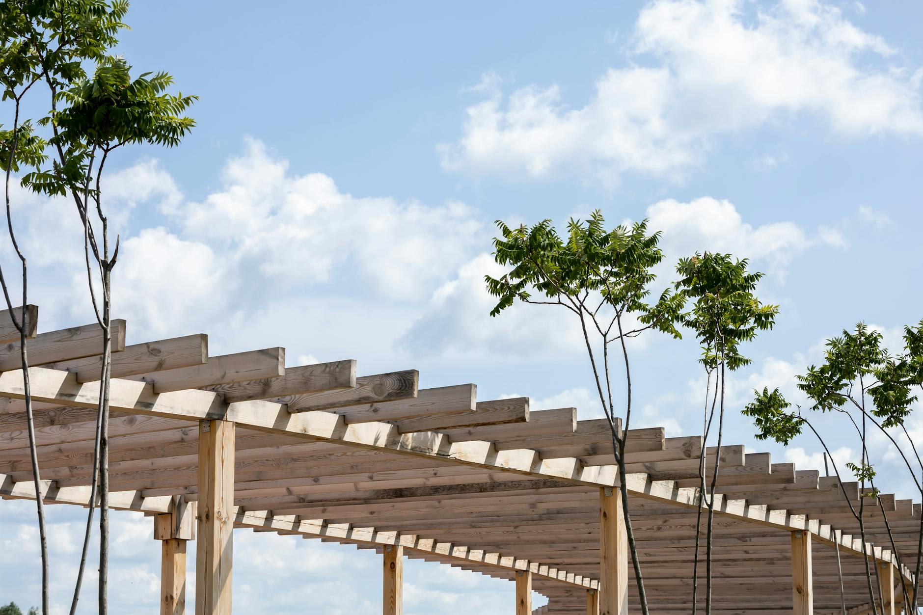Pergola selber bauen – Balkenkonstruktion aus Pfetten und Sparren gegen den Himmel