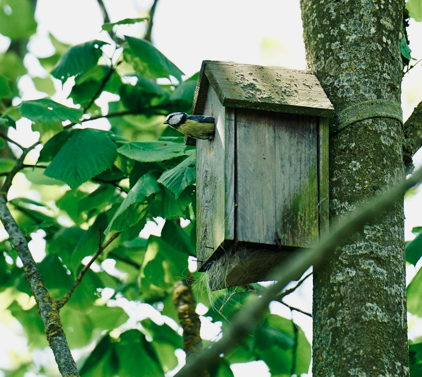 Vogelhaus selber bauen – Blaumeise am Einflugloch eines hölzernen Nistkastens