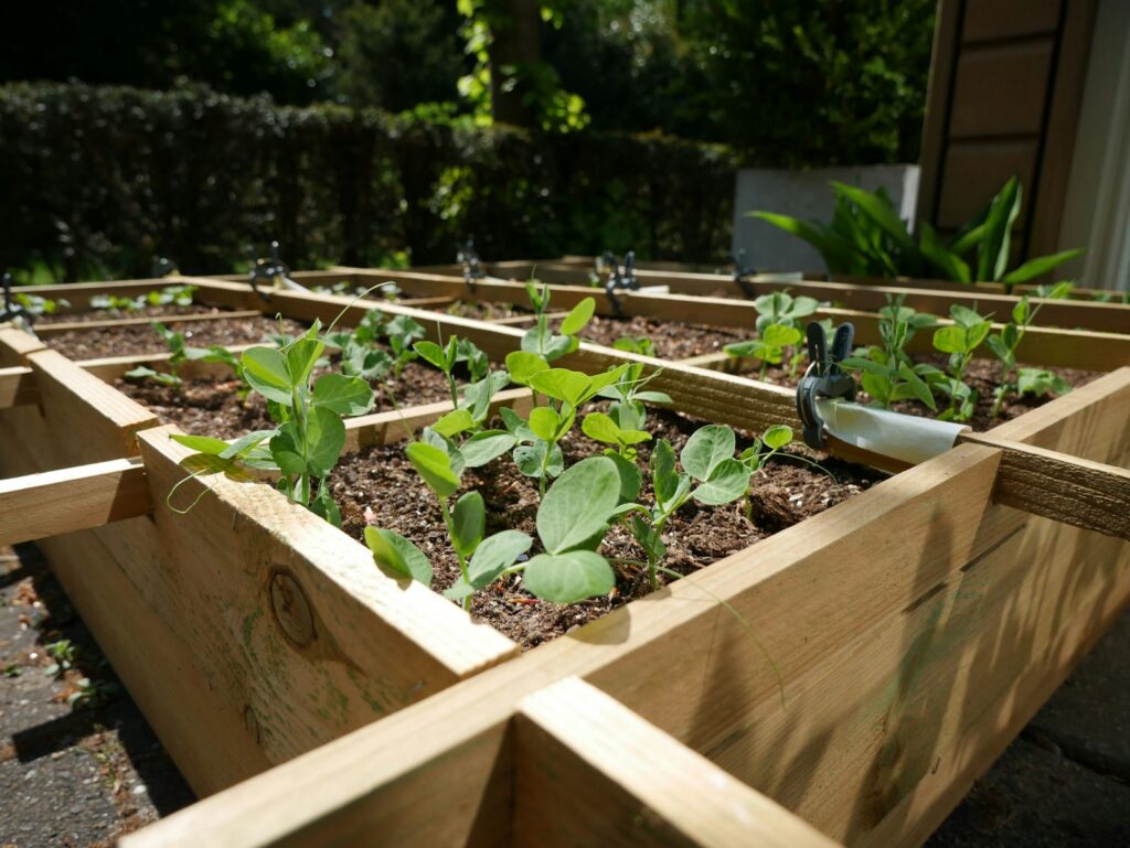 Niedriges Holzbeet mit jungen Erbsenpflanzen im Garten